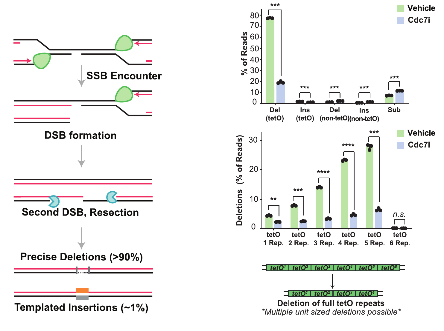 Working model of replication encountering a single-strand break, double-strand break formation and resection, alongside measurements of deletions, insertions and substitutions in a tetO repeat substrate.