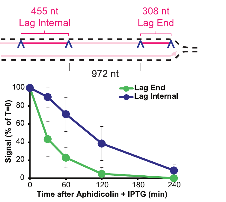 DNA substrate diagram and time course measuring lagging-strand end and internal signals after aphidicolin and IPTG addition.
