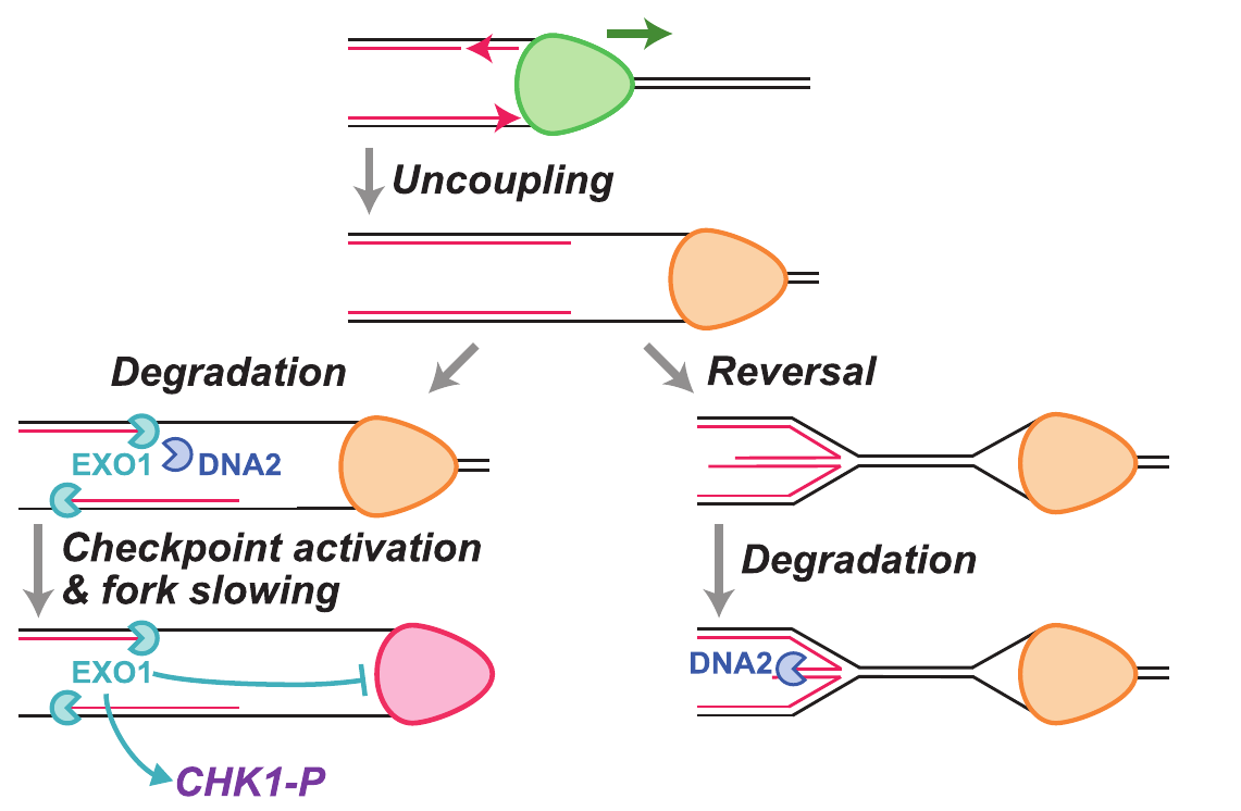 Working model connecting replication fork uncoupling to degradation by EXO1 and DNA2, CHK1 signaling, fork slowing and fork reversal.