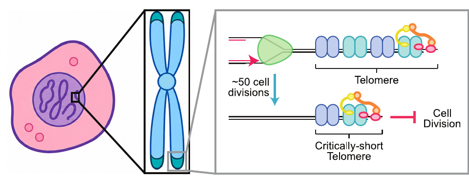 Cartoon showing telomere protection and shortening as cells divide.