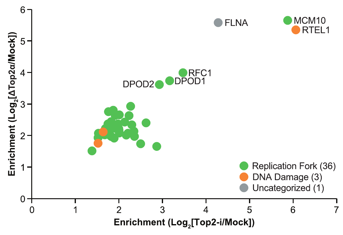 Proteomic enrichment plot comparing TOP2α depletion and inhibition, with replication proteins including MCM10 and RTEL1 labeled.