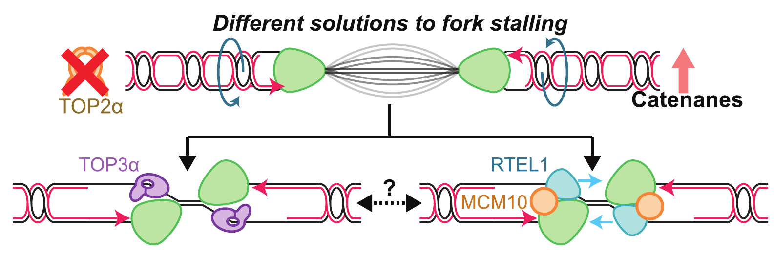 Working model showing TOP3α and MCM10-RTEL1 pathways that act when replication forks stall during termination.